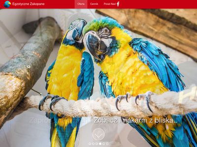 Papugarnia atrakcje Zakopane