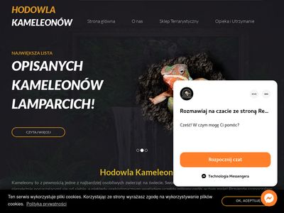 Kameleony Lamparcie - hodowlakameleonow.pl