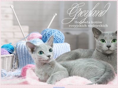 Greyland hodowla kotów rosyjskich niebieskich