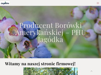 Phu-jagodka.pl borówka amerykańska