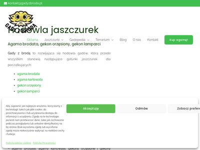 Gadyzbroda.pl - hodowla gadów, agama brodata cena