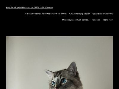 Ragdoll kociaki charakter - koty-ragdoll.pl