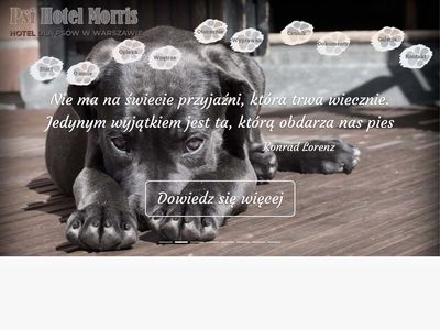 Morris Hotel dla psów Warszawa